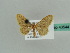  (Brachyglossina AH01Ir - BC ZSM Lep 43544)  @13 [ ] CreativeCommons - Attribution Non-Commercial Share-Alike (2010) Axel Hausmann/Bavarian State Collection of Zoology (ZSM) SNSB, Zoologische Staatssammlung Muenchen