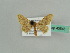  ( - BC ZSM Lep 43545)  @11 [ ] CreativeCommons - Attribution Non-Commercial Share-Alike (2010) Axel Hausmann/Bavarian State Collection of Zoology (ZSM) SNSB, Zoologische Staatssammlung Muenchen
