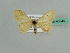  ( - BC ZSM Lep 43546)  @13 [ ] CreativeCommons - Attribution Non-Commercial Share-Alike (2010) Axel Hausmann/Bavarian State Collection of Zoology (ZSM) SNSB, Zoologische Staatssammlung Muenchen