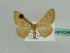  ( - BC ZSM Lep 43547)  @13 [ ] CreativeCommons - Attribution Non-Commercial Share-Alike (2010) Axel Hausmann/Bavarian State Collection of Zoology (ZSM) SNSB, Zoologische Staatssammlung Muenchen
