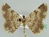  (Gnophos snellenariaAH01Ir - BC ZSM Lep 43553)  @14 [ ] CreativeCommons - Attribution Non-Commercial Share-Alike (2010) Axel Hausmann/Bavarian State Collection of Zoology (ZSM) SNSB, Zoologische Staatssammlung Muenchen