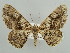  ( - BC ZSM Lep 43668)  @14 [ ] CreativeCommons - Attribution Non-Commercial Share-Alike (2010) Axel Hausmann/Bavarian State Collection of Zoology (ZSM) SNSB, Zoologische Staatssammlung Muenchen