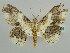  ( - BC ZSM Lep 43669)  @14 [ ] CreativeCommons - Attribution Non-Commercial Share-Alike (2010) Axel Hausmann/Bavarian State Collection of Zoology (ZSM) SNSB, Zoologische Staatssammlung Muenchen