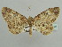  ( - BC ZSM Lep 43670)  @14 [ ] CreativeCommons - Attribution Non-Commercial Share-Alike (2010) Axel Hausmann/Bavarian State Collection of Zoology (ZSM) SNSB, Zoologische Staatssammlung Muenchen