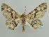  (Cleora cancer - BC ZSM Lep 43672)  @14 [ ] CreativeCommons - Attribution Non-Commercial Share-Alike (2010) Axel Hausmann/Bavarian State Collection of Zoology (ZSM) SNSB, Zoologische Staatssammlung Muenchen