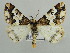  (Oedicentra albipennis - BC ZSM Lep 43675)  @15 [ ] CreativeCommons - Attribution Non-Commercial Share-Alike (2010) Axel Hausmann/Bavarian State Collection of Zoology (ZSM) SNSB, Zoologische Staatssammlung Muenchen