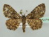  (Zeuctoboarmia AH02Ke - BC ZSM Lep 43714)  @14 [ ] CreativeCommons - Attribution Non-Commercial Share-Alike (2010) Axel Hausmann/Bavarian State Collection of Zoology (ZSM) SNSB, Zoologische Staatssammlung Muenchen