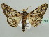  (Cerurographa AH01Ke - BC ZSM Lep 43715)  @13 [ ] CreativeCommons - Attribution Non-Commercial Share-Alike (2010) Axel Hausmann/Bavarian State Collection of Zoology (ZSM) SNSB, Zoologische Staatssammlung Muenchen