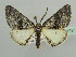  ( - BC ZSM Lep 43717)  @14 [ ] CreativeCommons - Attribution Non-Commercial Share-Alike (2010) Axel Hausmann/Bavarian State Collection of Zoology (ZSM) SNSB, Zoologische Staatssammlung Muenchen