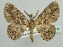  ( - BC ZSM Lep 43718)  @11 [ ] CreativeCommons - Attribution Non-Commercial Share-Alike (2010) Axel Hausmann/Bavarian State Collection of Zoology (ZSM) SNSB, Zoologische Staatssammlung Muenchen