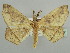  ( - BC ZSM Lep 43727)  @14 [ ] CreativeCommons - Attribution Non-Commercial Share-Alike (2010) Axel Hausmann/Bavarian State Collection of Zoology (ZSM) SNSB, Zoologische Staatssammlung Muenchen
