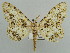  ( - BC ZSM Lep 43731)  @13 [ ] CreativeCommons - Attribution Non-Commercial Share-Alike (2010) Axel Hausmann/Bavarian State Collection of Zoology (ZSM) SNSB, Zoologische Staatssammlung Muenchen