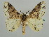  (Cerurographa AH02Ke - BC ZSM Lep 43735)  @14 [ ] CreativeCommons - Attribution Non-Commercial Share-Alike (2010) Axel Hausmann/Bavarian State Collection of Zoology (ZSM) SNSB, Zoologische Staatssammlung Muenchen