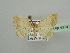  ( - BC ZSM Lep 43741)  @14 [ ] CreativeCommons - Attribution Non-Commercial Share-Alike (2010) Axel Hausmann/Bavarian State Collection of Zoology (ZSM) SNSB, Zoologische Staatssammlung Muenchen