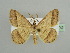  ( - BC ZSM Lep 43742)  @14 [ ] CreativeCommons - Attribution Non-Commercial Share-Alike (2010) Axel Hausmann/Bavarian State Collection of Zoology (ZSM) SNSB, Zoologische Staatssammlung Muenchen