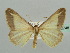  (Chiasmia turbulentata - BC ZSM Lep 43748)  @14 [ ] CreativeCommons - Attribution Non-Commercial Share-Alike (2010) Axel Hausmann/Bavarian State Collection of Zoology (ZSM) SNSB, Zoologische Staatssammlung Muenchen