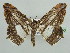  (Chiasmia fulvisparsa - BC ZSM Lep 43750)  @14 [ ] CreativeCommons - Attribution Non-Commercial Share-Alike (2010) Axel Hausmann/Bavarian State Collection of Zoology (ZSM) SNSB, Zoologische Staatssammlung Muenchen