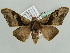  (Gongropteryx moscata - BC ZSM Lep 43849)  @14 [ ] CreativeCommons - Attribution Non-Commercial Share-Alike (2010) Axel Hausmann/Bavarian State Collection of Zoology (ZSM) SNSB, Zoologische Staatssammlung Muenchen