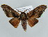  ( - BC ZSM Lep 43850)  @14 [ ] CreativeCommons - Attribution Non-Commercial Share-Alike (2010) Axel Hausmann/Bavarian State Collection of Zoology (ZSM) SNSB, Zoologische Staatssammlung Muenchen