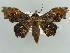  ( - BC ZSM Lep 43858)  @13 [ ] CreativeCommons - Attribution Non-Commercial Share-Alike (2010) Axel Hausmann/Bavarian State Collection of Zoology (ZSM) SNSB, Zoologische Staatssammlung Muenchen