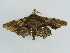  ( - BC ZSM Lep 43859)  @12 [ ] CreativeCommons - Attribution Non-Commercial Share-Alike (2010) Axel Hausmann/Bavarian State Collection of Zoology (ZSM) SNSB, Zoologische Staatssammlung Muenchen