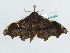  ( - BC ZSM Lep 43860)  @12 [ ] CreativeCommons - Attribution Non-Commercial Share-Alike (2010) Axel Hausmann/Bavarian State Collection of Zoology (ZSM) SNSB, Zoologische Staatssammlung Muenchen
