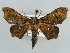 ( - BC ZSM Lep 43861)  @13 [ ] CreativeCommons - Attribution Non-Commercial Share-Alike (2010) Axel Hausmann/Bavarian State Collection of Zoology (ZSM) SNSB, Zoologische Staatssammlung Muenchen