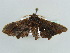  ( - BC ZSM Lep 43863)  @12 [ ] CreativeCommons - Attribution Non-Commercial Share-Alike (2010) Axel Hausmann/Bavarian State Collection of Zoology (ZSM) SNSB, Zoologische Staatssammlung Muenchen