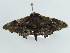  ( - BC ZSM Lep 43864)  @12 [ ] CreativeCommons - Attribution Non-Commercial Share-Alike (2010) Axel Hausmann/Bavarian State Collection of Zoology (ZSM) SNSB, Zoologische Staatssammlung Muenchen