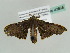 ( - BC ZSM Lep 43868)  @12 [ ] CreativeCommons - Attribution Non-Commercial Share-Alike (2010) Axel Hausmann/Bavarian State Collection of Zoology (ZSM) SNSB, Zoologische Staatssammlung Muenchen