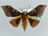  ( - BC ZSM Lep 43876)  @14 [ ] CreativeCommons - Attribution Non-Commercial Share-Alike (2010) Axel Hausmann/Bavarian State Collection of Zoology (ZSM) SNSB, Zoologische Staatssammlung Muenchen