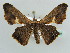  (Xenimpia loile - BC ZSM Lep 43885)  @14 [ ] CreativeCommons - Attribution Non-Commercial Share-Alike (2010) Axel Hausmann/Bavarian State Collection of Zoology (ZSM) SNSB, Zoologische Staatssammlung Muenchen