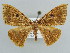  ( - BC ZSM Lep 43886)  @13 [ ] CreativeCommons - Attribution Non-Commercial Share-Alike (2010) Axel Hausmann/Bavarian State Collection of Zoology (ZSM) SNSB, Zoologische Staatssammlung Muenchen