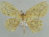  (Melinoessa perlimbata - BC ZSM Lep 43889)  @14 [ ] CreativeCommons - Attribution Non-Commercial Share-Alike (2010) Axel Hausmann/Bavarian State Collection of Zoology (ZSM) SNSB, Zoologische Staatssammlung Muenchen