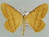  (Melinoessa fulvescens - BC ZSM Lep 43909)  @14 [ ] CreativeCommons - Attribution Non-Commercial Share-Alike (2010) Axel Hausmann/Bavarian State Collection of Zoology (ZSM) SNSB, Zoologische Staatssammlung Muenchen