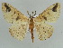  ( - BC ZSM Lep 43911)  @14 [ ] CreativeCommons - Attribution Non-Commercial Share-Alike (2010) Axel Hausmann/Bavarian State Collection of Zoology (ZSM) SNSB, Zoologische Staatssammlung Muenchen