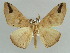  ( - BC ZSM Lep 43912)  @14 [ ] CreativeCommons - Attribution Non-Commercial Share-Alike (2010) Axel Hausmann/Bavarian State Collection of Zoology (ZSM) SNSB, Zoologische Staatssammlung Muenchen