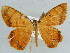  ( - BC ZSM Lep 43919)  @13 [ ] CreativeCommons - Attribution Non-Commercial Share-Alike (2010) Axel Hausmann/Bavarian State Collection of Zoology (ZSM) SNSB, Zoologische Staatssammlung Muenchen