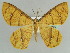  (Melinoessa midas - BC ZSM Lep 43920)  @14 [ ] CreativeCommons - Attribution Non-Commercial Share-Alike (2010) Axel Hausmann/Bavarian State Collection of Zoology (ZSM) SNSB, Zoologische Staatssammlung Muenchen