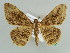  ( - BC ZSM Lep 43922)  @11 [ ] CreativeCommons - Attribution Non-Commercial Share-Alike (2010) Axel Hausmann/Bavarian State Collection of Zoology (ZSM) SNSB, Zoologische Staatssammlung Muenchen
