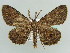  ( - BC ZSM Lep 43928)  @14 [ ] CreativeCommons - Attribution Non-Commercial Share-Alike (2010) Axel Hausmann/Bavarian State Collection of Zoology (ZSM) SNSB, Zoologische Staatssammlung Muenchen