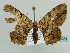  ( - BC ZSM Lep 43931)  @14 [ ] CreativeCommons - Attribution Non-Commercial Share-Alike (2010) Axel Hausmann/Bavarian State Collection of Zoology (ZSM) SNSB, Zoologische Staatssammlung Muenchen