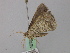  ( - BC ZSM Lep 46798)  @12 [ ] CreativeCommons - Attribution Non-Commercial Share-Alike (2010) Axel Hausmann/Bavarian State Collection of Zoology (ZSM) SNSB, Zoologische Staatssammlung Muenchen