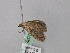  (Eupithecia AH01SA - BC ZSM Lep 46799)  @11 [ ] CreativeCommons - Attribution Non-Commercial Share-Alike (2010) Axel Hausmann/Bavarian State Collection of Zoology (ZSM) SNSB, Zoologische Staatssammlung Muenchen