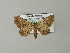  ( - BC ZSM Lep 46799)  @11 [ ] CreativeCommons - Attribution Non-Commercial Share-Alike (2012) Axel Hausmann/Bavarian State Collection of Zoology (ZSM) SNSB, Zoologische Staatssammlung Muenchen