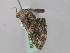  ( - BC ZSM Lep 46801)  @12 [ ] CreativeCommons - Attribution Non-Commercial Share-Alike (2010) Axel Hausmann/Bavarian State Collection of Zoology (ZSM) SNSB, Zoologische Staatssammlung Muenchen