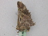  ( - BC ZSM Lep 46802)  @12 [ ] CreativeCommons - Attribution Non-Commercial Share-Alike (2010) Axel Hausmann/Bavarian State Collection of Zoology (ZSM) SNSB, Zoologische Staatssammlung Muenchen
