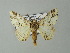  (Cerurographa - BC ZSM Lep 46803)  @14 [ ] CreativeCommons - Attribution Non-Commercial Share-Alike (2012) Axel Hausmann/Bavarian State Collection of Zoology (ZSM) SNSB, Zoologische Staatssammlung Muenchen