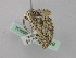  ( - BC ZSM Lep 46804)  @12 [ ] CreativeCommons - Attribution Non-Commercial Share-Alike (2010) Axel Hausmann/Bavarian State Collection of Zoology (ZSM) SNSB, Zoologische Staatssammlung Muenchen