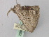  ( - BC ZSM Lep 46805)  @13 [ ] CreativeCommons - Attribution Non-Commercial Share-Alike (2010) Axel Hausmann/Bavarian State Collection of Zoology (ZSM) SNSB, Zoologische Staatssammlung Muenchen